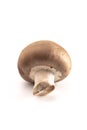 Baby Portobello Mushrooms on a White Background Royalty Free Stock Photo