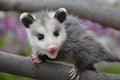 Baby Possum Royalty Free Stock Photo