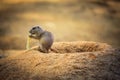 Baby prairie dog feeding at its lair Royalty Free Stock Photo