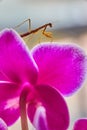 Baby pray mantis insect climbing orchid flower Royalty Free Stock Photo