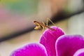 Baby pray mantis insect on pink orchid flower Royalty Free Stock Photo