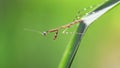 microscopic baby praying mantis hanging on a leaf. so slim and fragile but a terrible predator for the small insects. macro Royalty Free Stock Photo