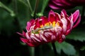 Baby praying mantis on a flower wallpaper