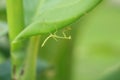 Baby Praying Mantis hanging on leaf