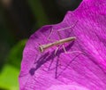 A baby Praying mantis and his shadow on a pink flower petal.