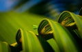 Baby praying mantis peering over palm tree frond