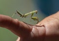 Baby praying mantis walking along the hand of a sixty-three year-old female Korean tourist on Maui, Hawaii.