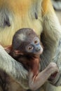 Baby Proboscis monkeys