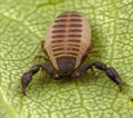 Baby pseudo scorpion posing on a green leave Royalty Free Stock Photo