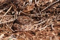 Baby Puff Adder On The Ground Between Branches, Twigs And Leaves