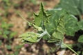 Baby pumpkin plant stock photo