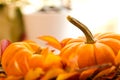 Baby Pumpkins on a Bed of Fall Leaves Royalty Free Stock Photo