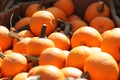 Baby Pumpkins in Box at Farmer`s Market in West Tennessee