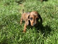 Baby Puppy looking at camera, standing outside in Grass yard Royalty Free Stock Photo