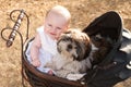 Baby and puppy in vintage pram Royalty Free Stock Photo