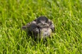 Baby Purple Martin Royalty Free Stock Photo