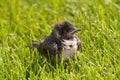 Baby Purple Martin Royalty Free Stock Photo