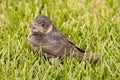 Baby Purple Martin Royalty Free Stock Photo