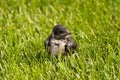 Baby Purple Martin Royalty Free Stock Photo