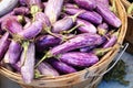 Baby purple and white graffiti eggplant Royalty Free Stock Photo