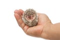 Baby pygmy hedgehog Royalty Free Stock Photo