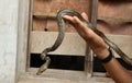 Baby python crawling on hand Royalty Free Stock Photo