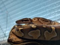 A baby python snake with a kink, royal python, reptiles, reptil