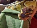 A baby python snake, royal python, reptiles, reptil Royalty Free Stock Photo