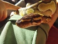 A baby python snake, royal python, reptiles, reptil Royalty Free Stock Photo