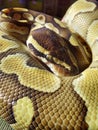 A baby python snake, royal python, reptiles, reptil Royalty Free Stock Photo