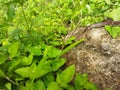 Baby python snake , natural photo Royalty Free Stock Photo