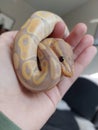 A baby python snake, royal python, reptiles, reptil Royalty Free Stock Photo