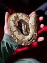 A baby python snake, royal python, reptiles, reptil Royalty Free Stock Photo