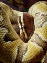 A baby python snake, royal python, reptiles, reptil Royalty Free Stock Photo