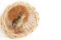 Baby quail