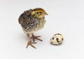 baby quail bird and egg isolated on white Royalty Free Stock Photo