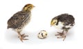 baby quail birds and egg isolated on white