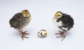 baby quail birds and egg isolated on white