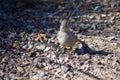 Baby quail hunting in rocky Arizona garden