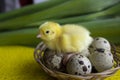 Baby quail sitting on eggs in a basket. Easter. The concept of the birth of a new life