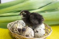 Baby quail sitting on eggs in a basket. Easter. The concept of the birth of a new life Royalty Free Stock Photo