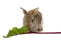 Baby rabbit eating