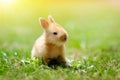 Baby rabbit eating grass outdoor on sunny summer day. Easter bunny in garden. Home pet for kid. Cute pets and animals for family Royalty Free Stock Photo