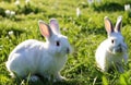 rabbit Royalty Free Stock Photo