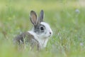 Baby rabbit in the grass