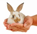 Baby rabbit in hands