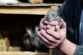 Baby rabbit in the hands of a farmer. Concept of animal husbandry, household, organic meat, village life