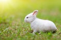 Baby rabbit outdoor. Easter bunny Royalty Free Stock Photo