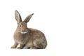 Baby rabbit on white background , Cute Little rabbit healthy isolated on white Royalty Free Stock Photo