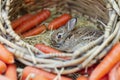 baby rabbit in a wicker basket surrounded by carrots Royalty Free Stock Photo